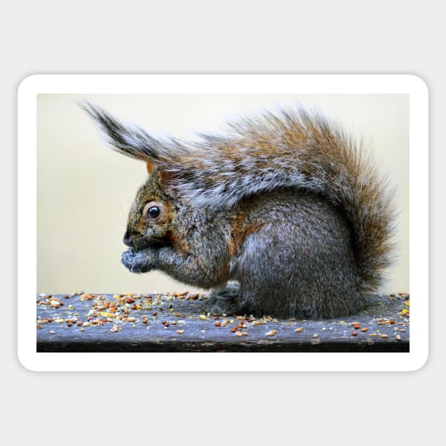 Squirrel's hat... Sticker by LaurieMinor